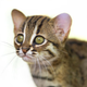 Illustration for article titled ZOMG BABY RUSTY-SPOTTED CATS!!!